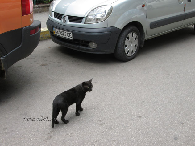 Набережная Ялты 2013 фото черный кот