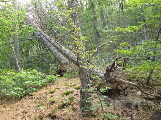 Крым, Алушта, Сераус поваленные деревья