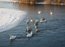 Поездка по Кубани. Лебеди прилетели