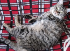 В мороз южному коту можно все