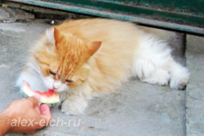 Кот ест арбуз!