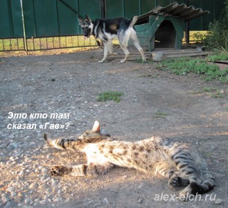 кот усмиряет пса