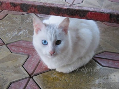 Автопутешествие по Кубани, база отдыха "Кордон"