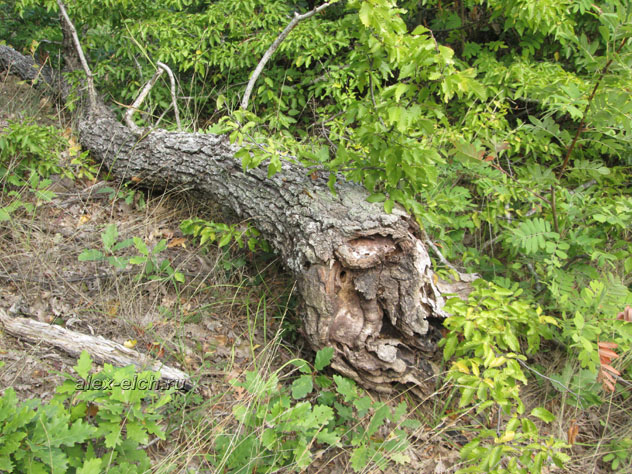 Крым, Алушта, Сераус поваленное дерево