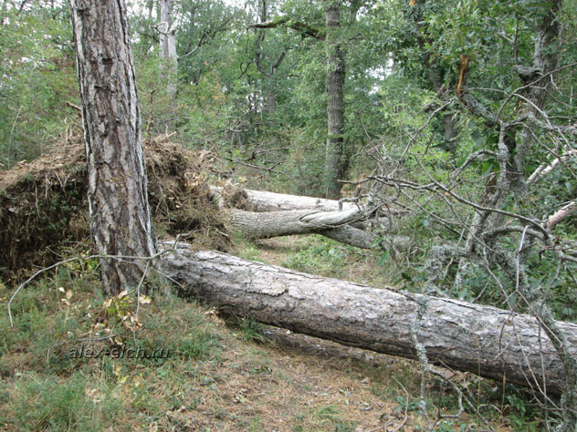 Фото Крым, Алушта, вершина Серауса панорама Алушты поваленные деревья