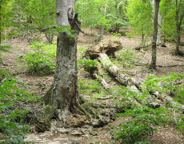 Фото Крым, Алушта, вершина Серауса поваленные деревья