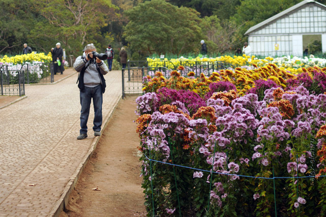 Бал хризантем в Никитском ботаническом саду 