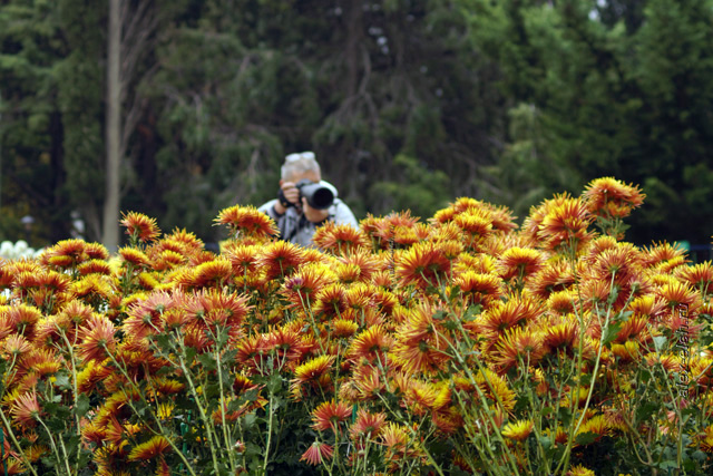 Бал хризантем в Никитском ботаническом саду 