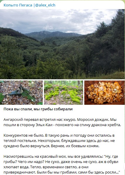 сбор грибов в Крыму