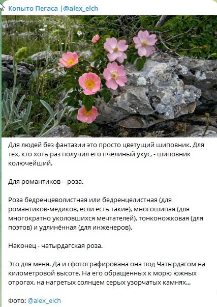 чатырдагская роза